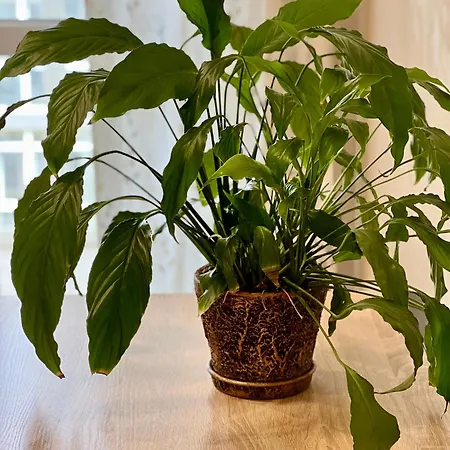 Osapart At The Complex Great Britain Apartment Lemberg