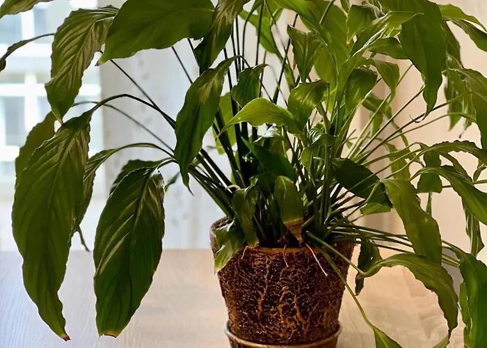 Osapart At The Complex Great Britain Lägenhet Lviv