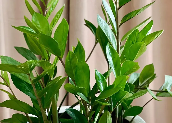 Osapart At The Complex Great Britain *